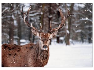 04d89249-f6b6-4aff-b863-58a71e5e650d