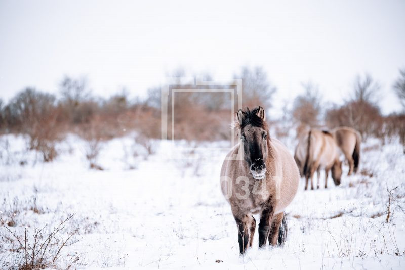 Postkarte Pferd 1 – Bild 1