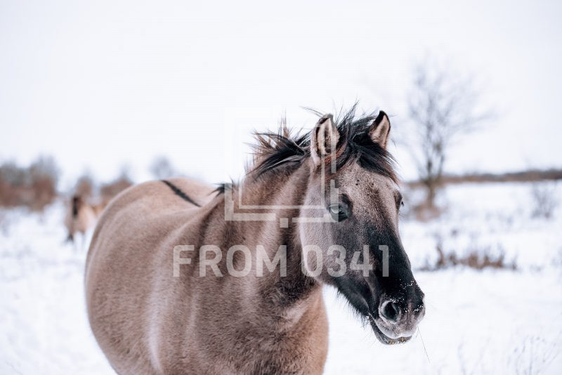 Postkarte Pferd 2 – Bild 1