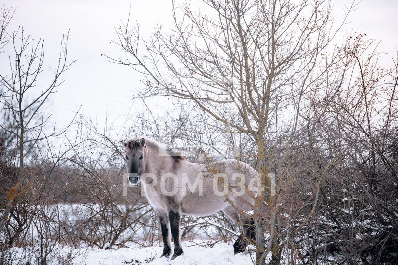 Postkarte Pferd 6 – Bild 1