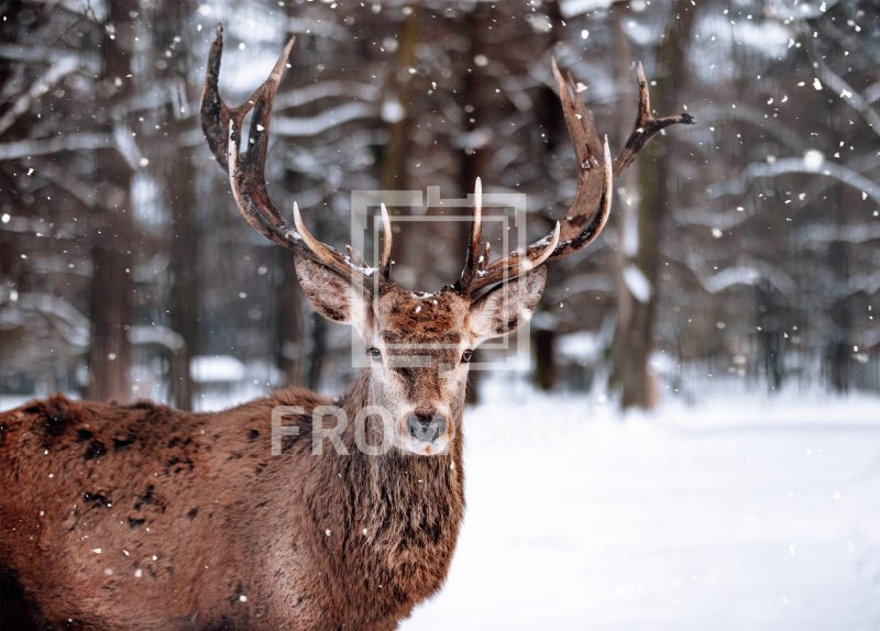 Postkarte Hirsch 1 – Bild 1