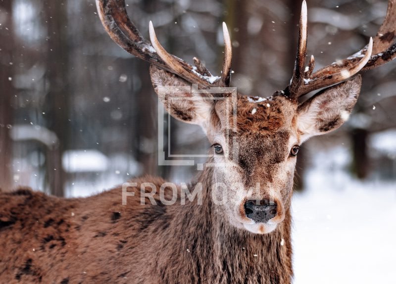 Postkarte Hirsch 2 – Bild 1