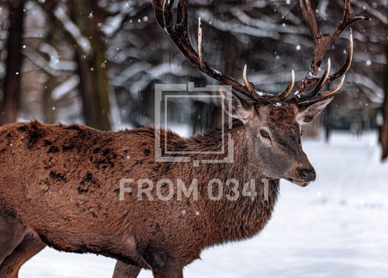 Postkarte Hirsch 3 – Bild 1