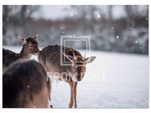a41855db-6704-449d-9e2a-59bebe6e0e7f