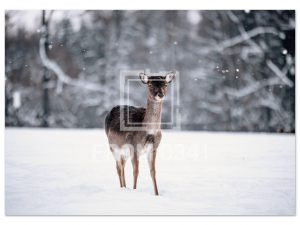 aff5c6aa-ef0d-4956-ac65-28325bded06d