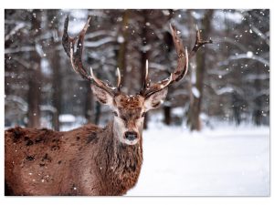 cc273452-60b9-4d2c-92eb-016e3d6c57ba