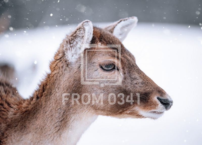 Postkarte Dammwild 1 – Bild 1