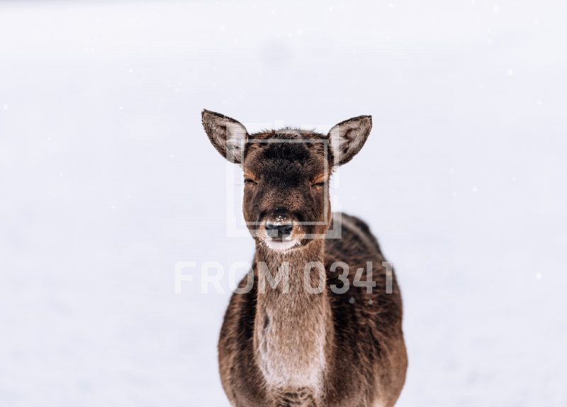 Postkarte Dammwild 10 – Bild 1