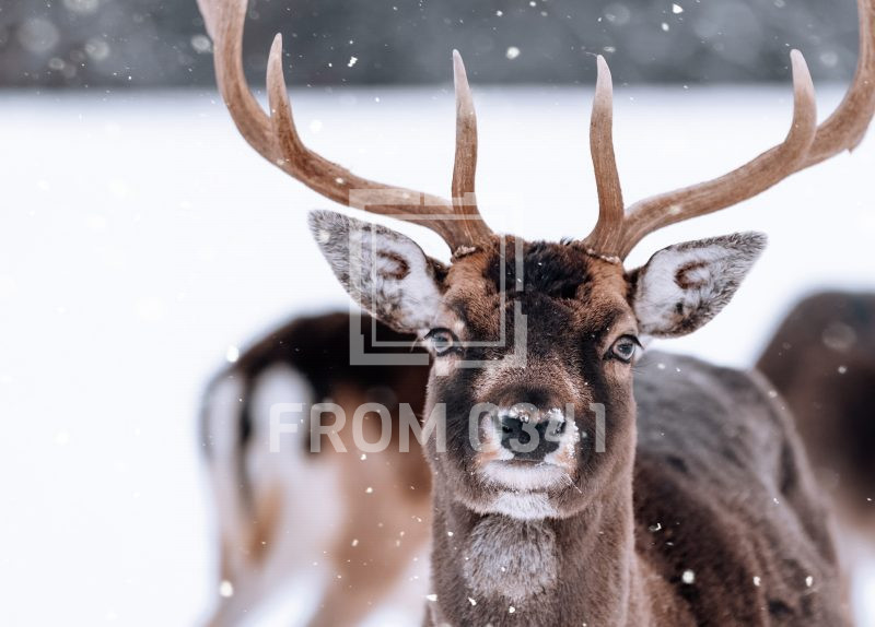 Postkarte Dammwild 2 – Bild 1
