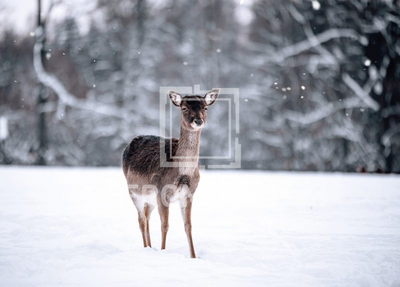 Postkarte Dammwild 3 – Bild 1