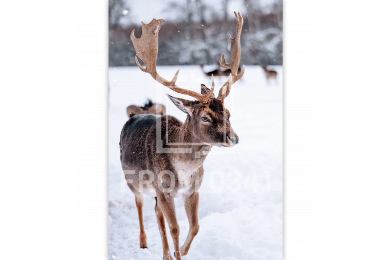 Postkarte Dammwild 4 – Bild 1