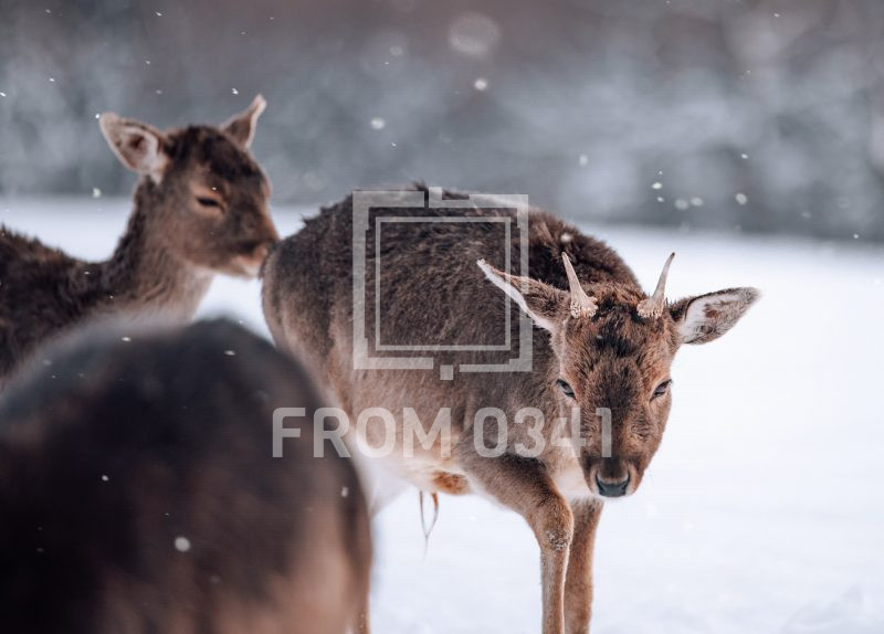 Postkarte Dammwild 5 – Bild 1