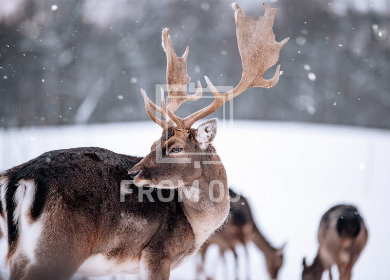 Postkarte Dammwild 7 – Bild 1