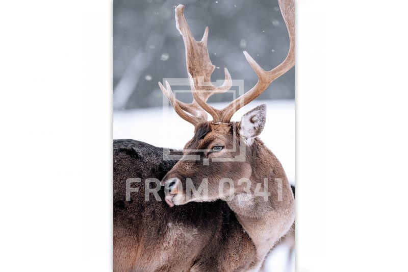 Postkarte Dammwild 8 – Bild 1
