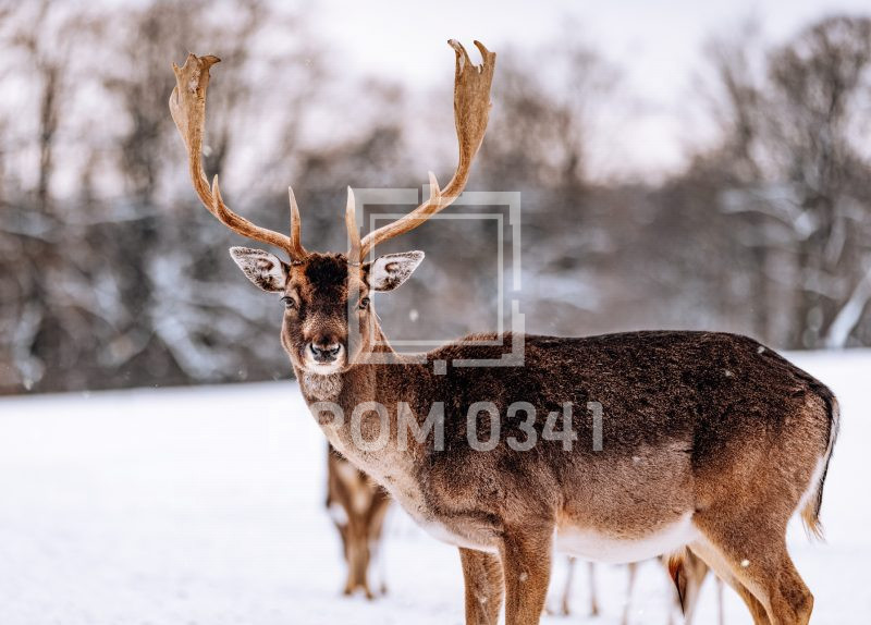 Postkarte Dammwild 9 – Bild 1