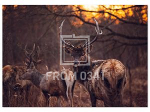 efe55189-f06d-45de-8ffb-85bac6d90042
