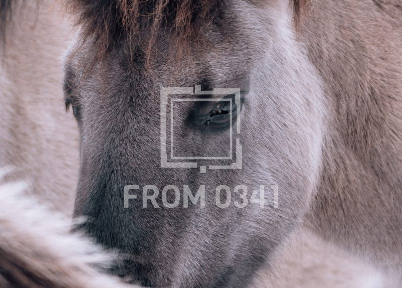 Postkarte Pferd 19 – Bild 1