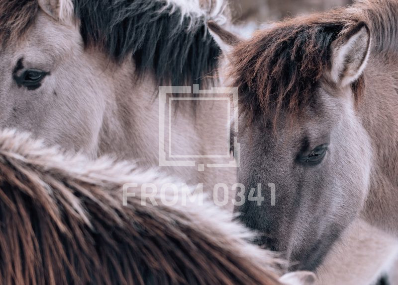 Postkarte Pferd 20 – Bild 1