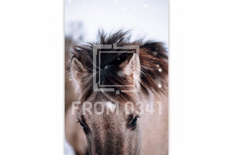 Postkarte Pferd 3 – Bild 1