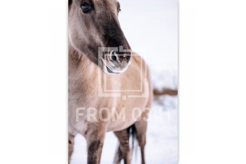 Postkarte Pferd 7 – Bild 1