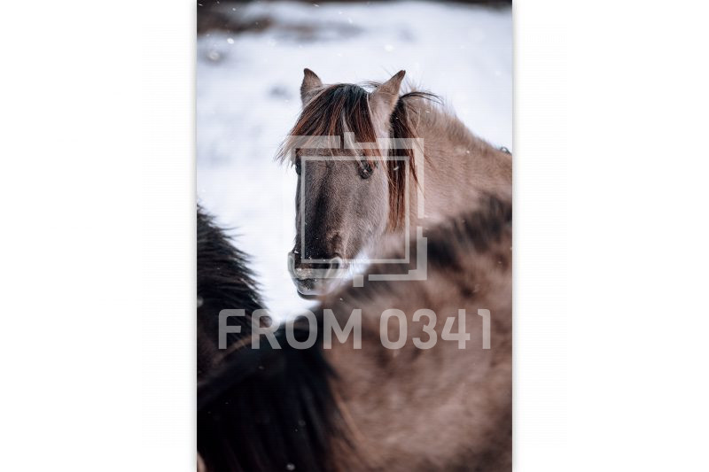 Postkarte Pferd 9 – Bild 1